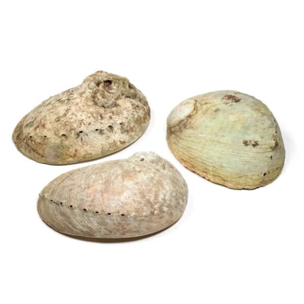 Coquille d'ormeau Haliotis diversicolor smudge L