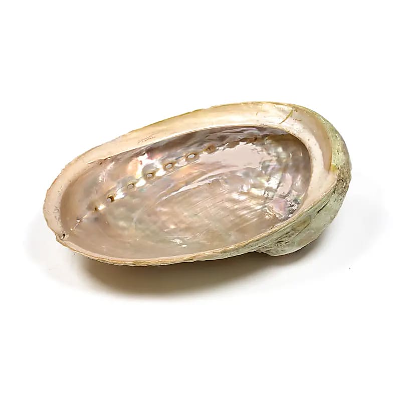 Coquille d'ormeau Haliotis diversicolor smudge L